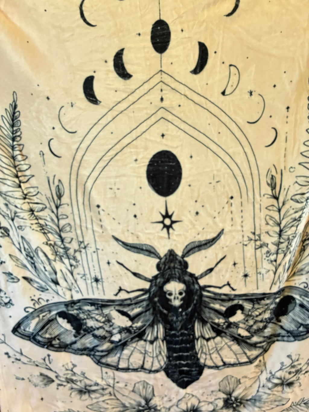 Moth with Moon Phases